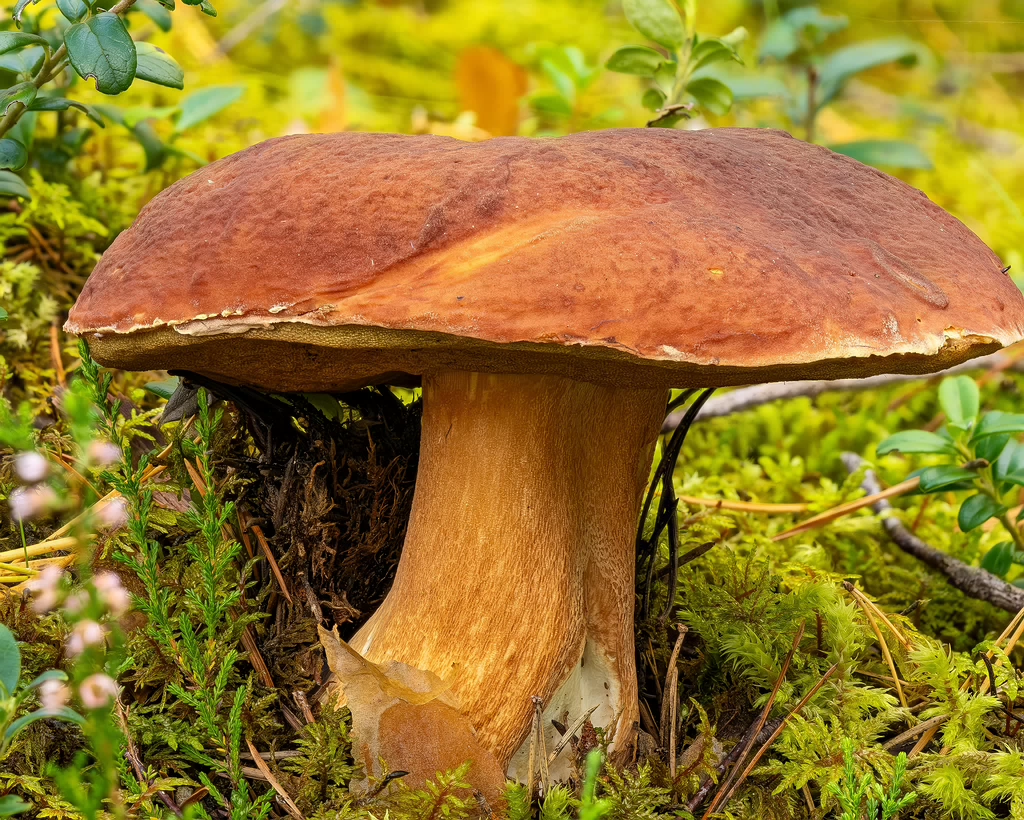 !boletus-pinophilus_2023-09-13_FS-1_