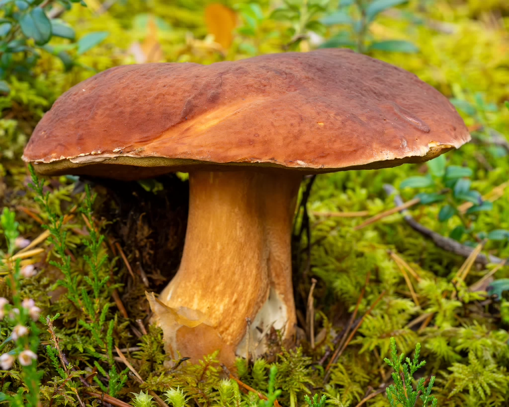 bBoletus-pinophilus_2023-09-14_1-1