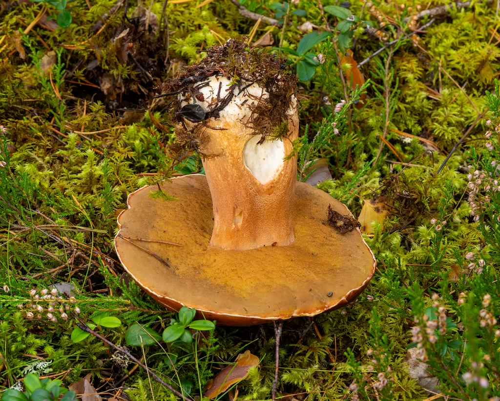 bBoletus-pinophilus_2023-09-14_1-10