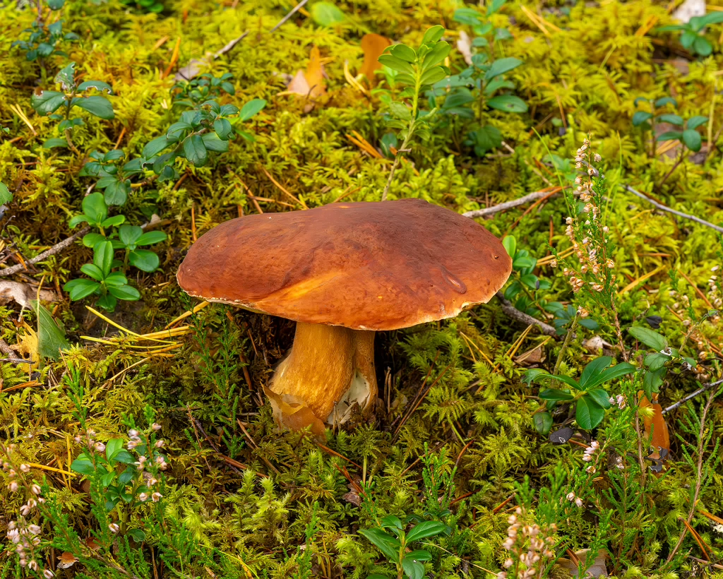 bBoletus-pinophilus_2023-09-14_1-2