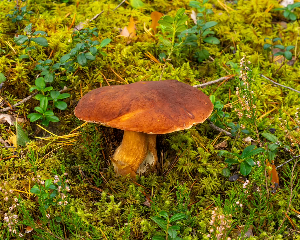 bBoletus-pinophilus_2023-09-14_1-3