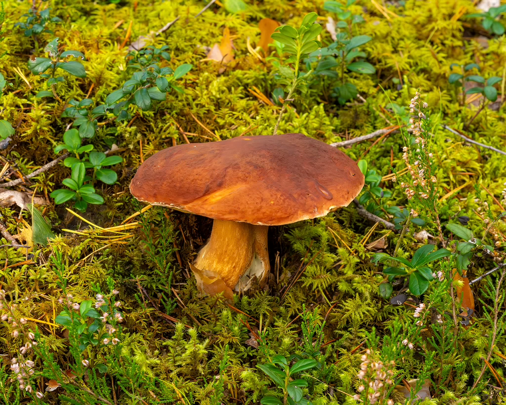 bBoletus-pinophilus_2023-09-14_1-4