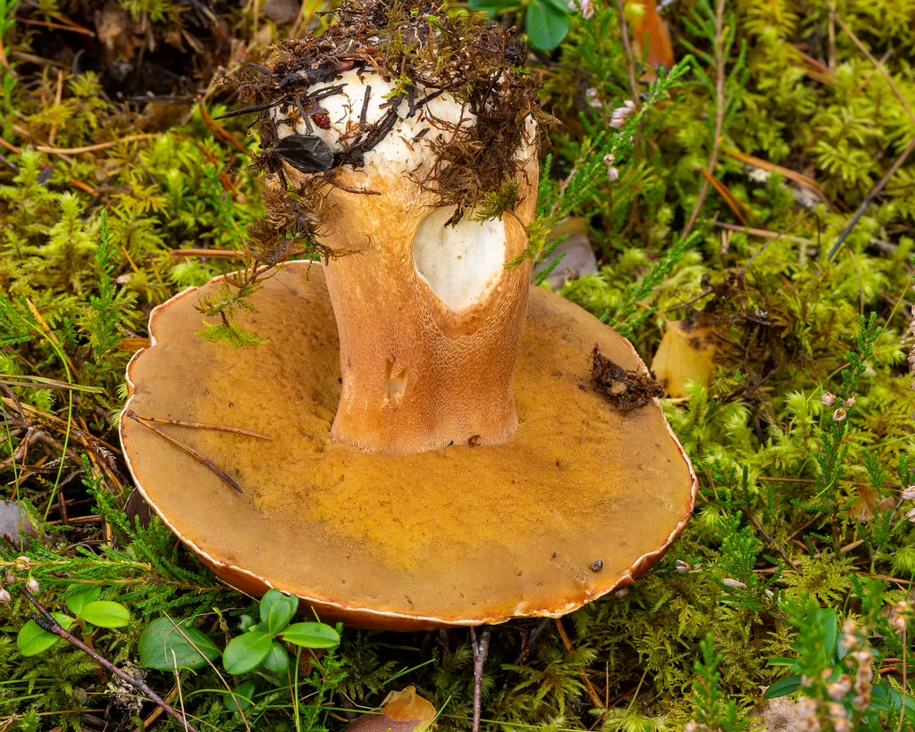 bBoletus-pinophilus_2023-09-14_1-5