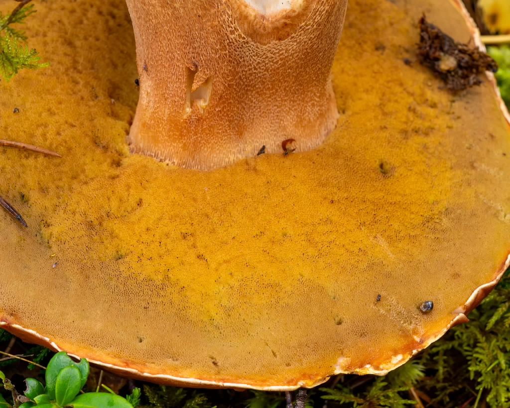 bBoletus-pinophilus_2023-09-14_1-6