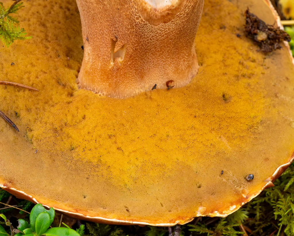 bBoletus-pinophilus_2023-09-14_1-7