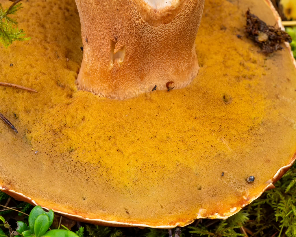 bBoletus-pinophilus_2023-09-14_1-8