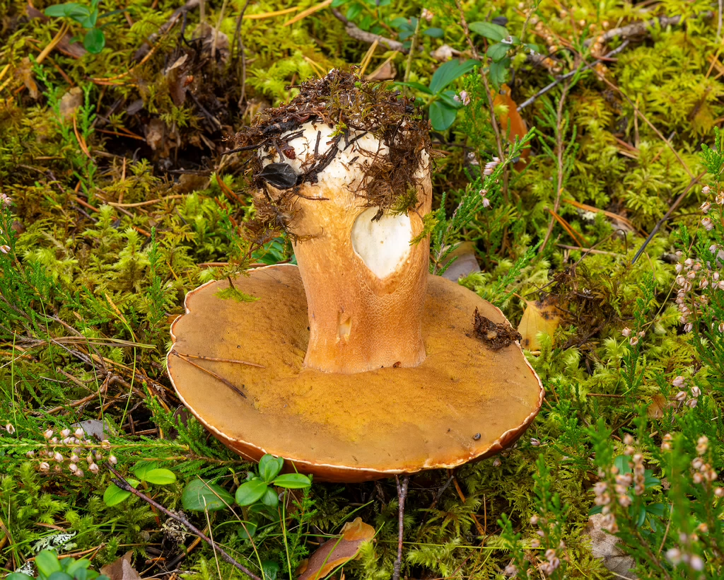 bBoletus-pinophilus_2023-09-14_1-9