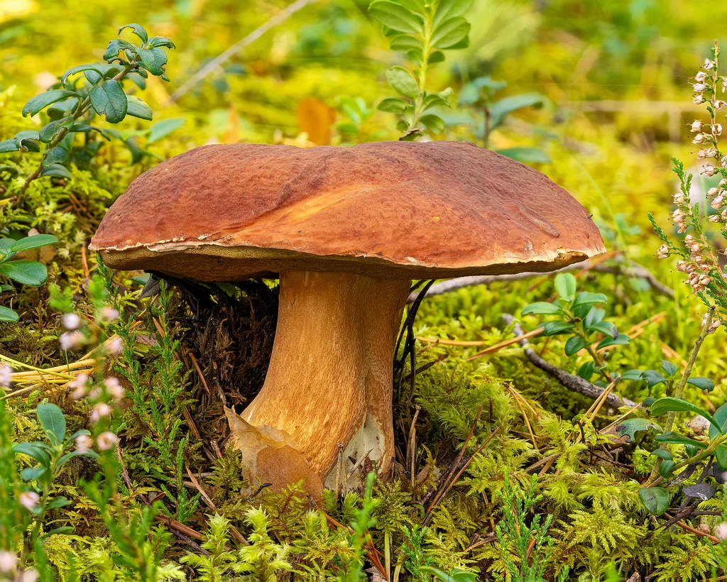 boletus-pinophilus_2023-09-13_FS-1