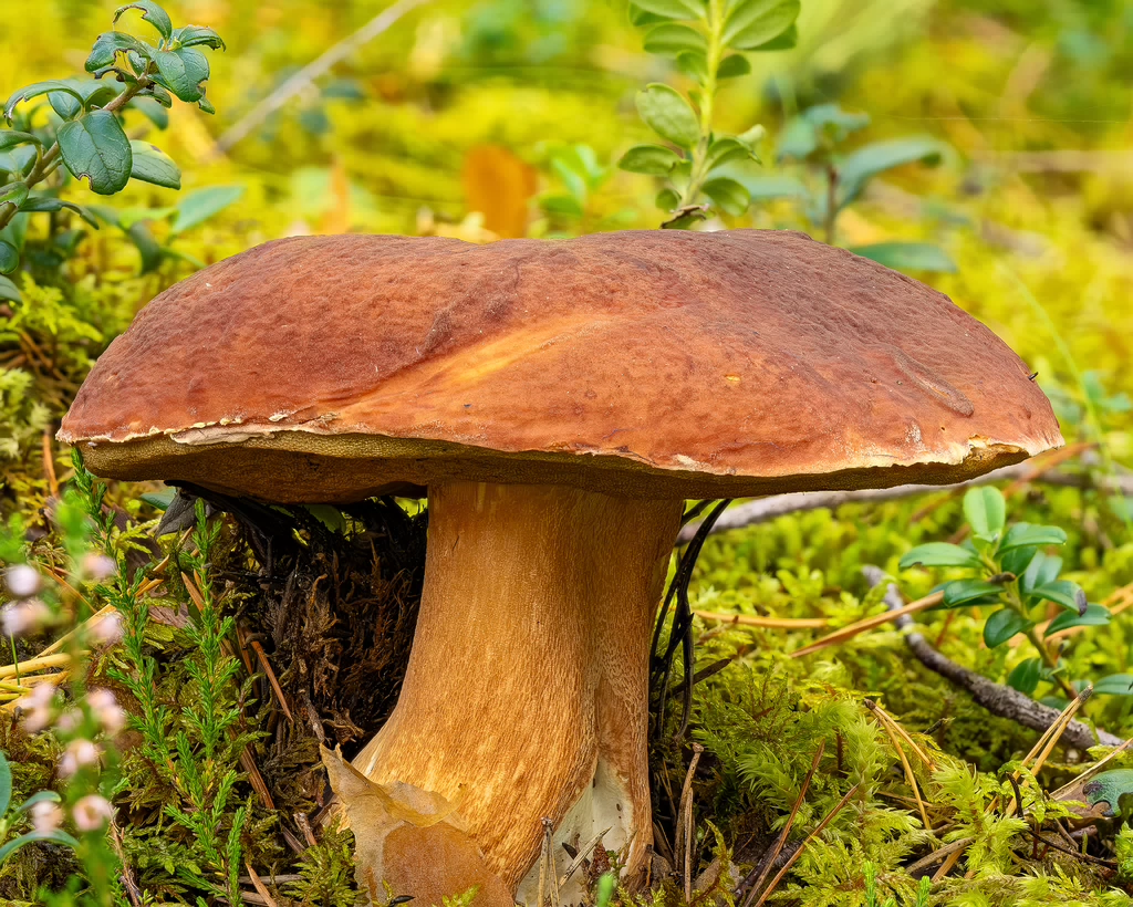 boletus-pinophilus_2023-09-13_FS-1C