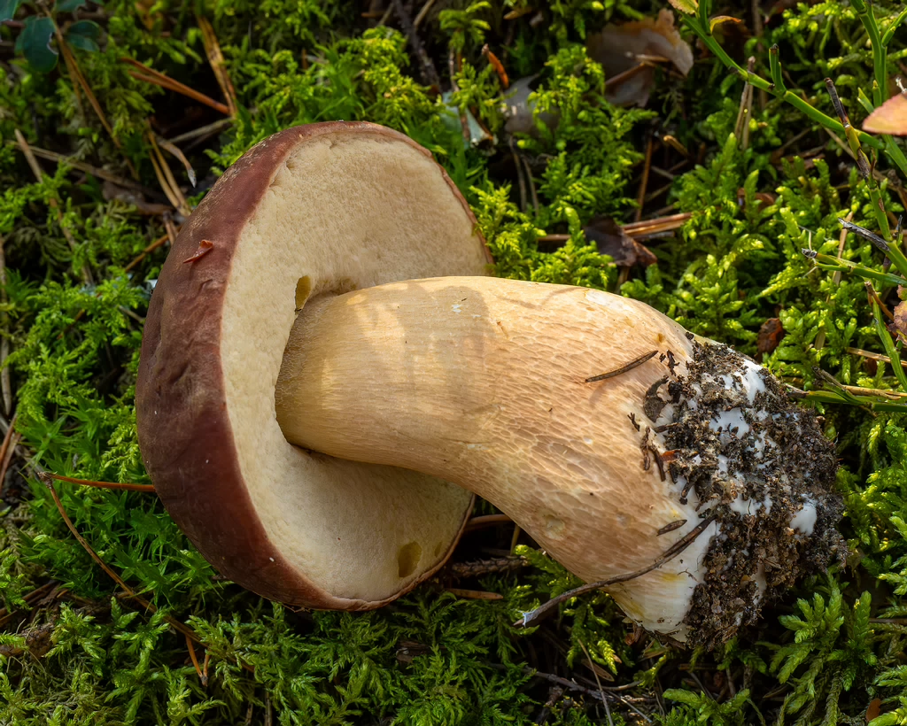 boletus-pinophilus_2024-09-18_1-1