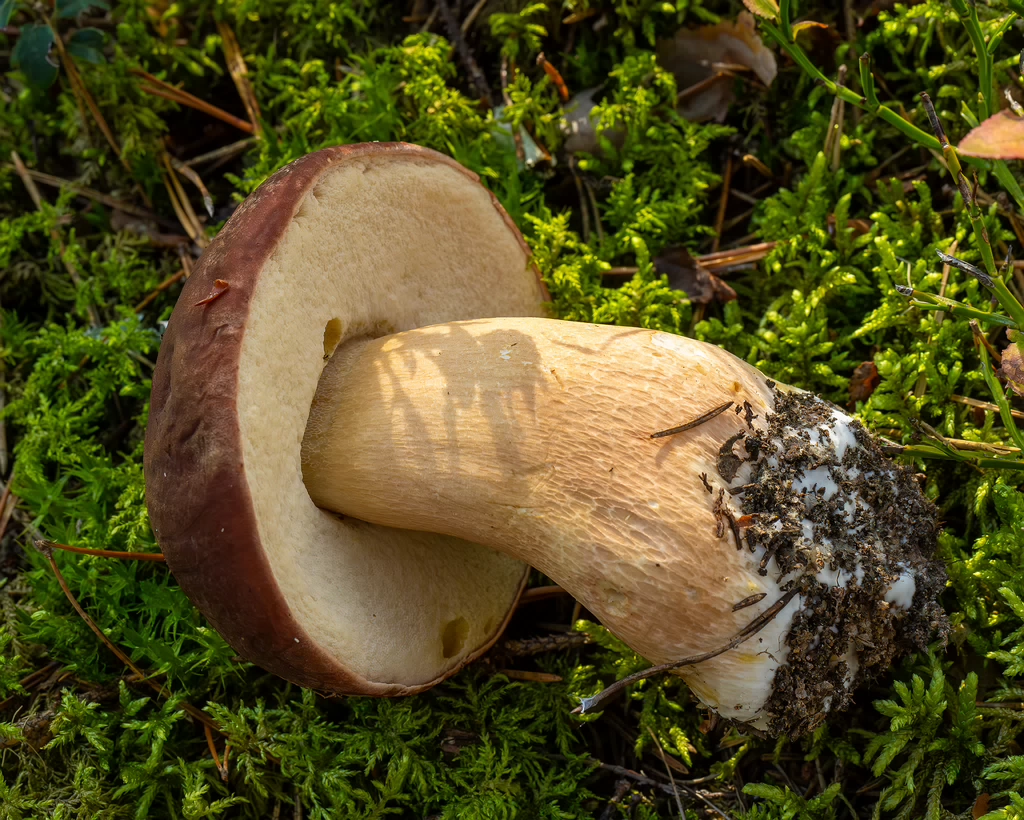 boletus-pinophilus_2024-09-18_1-2