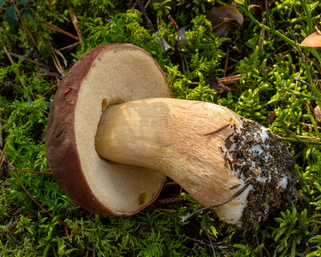 boletus-pinophilus_2024-09-18_1-3