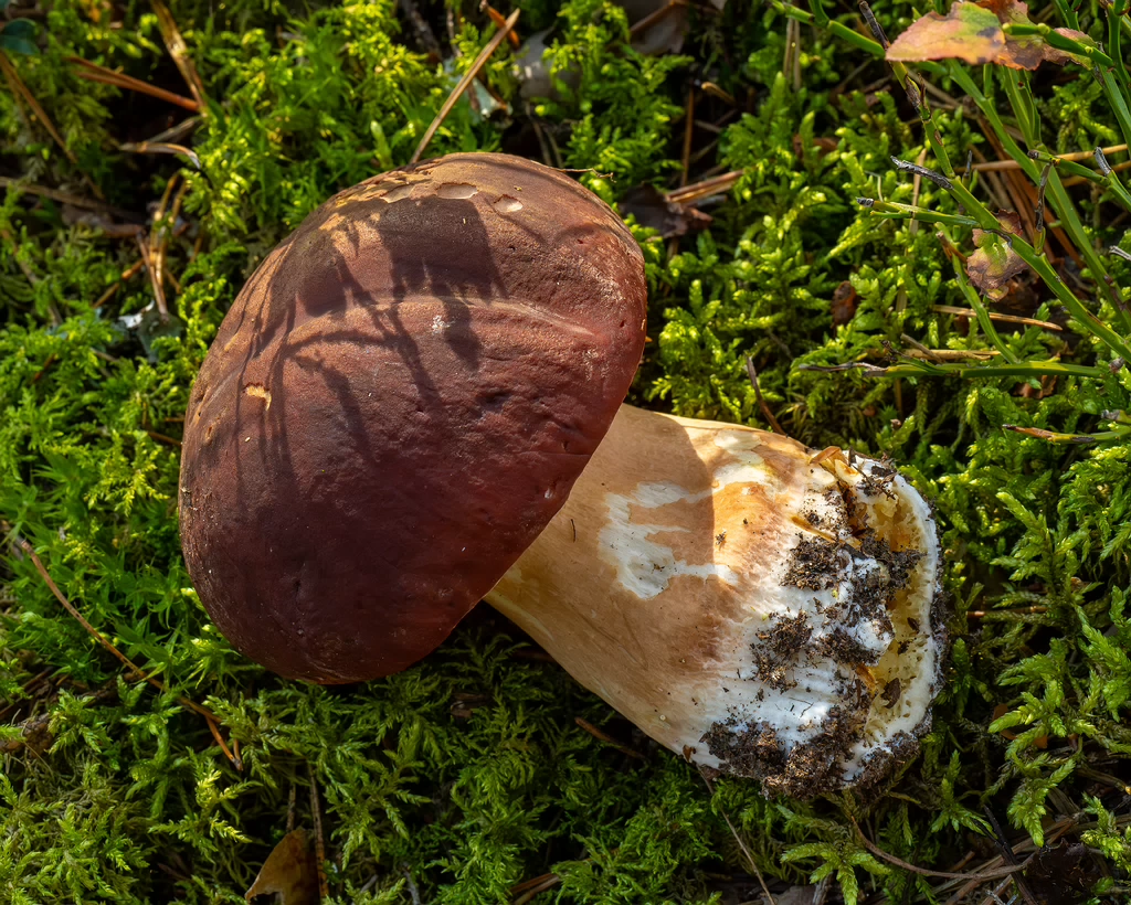 boletus-pinophilus_2024-09-18_1-4