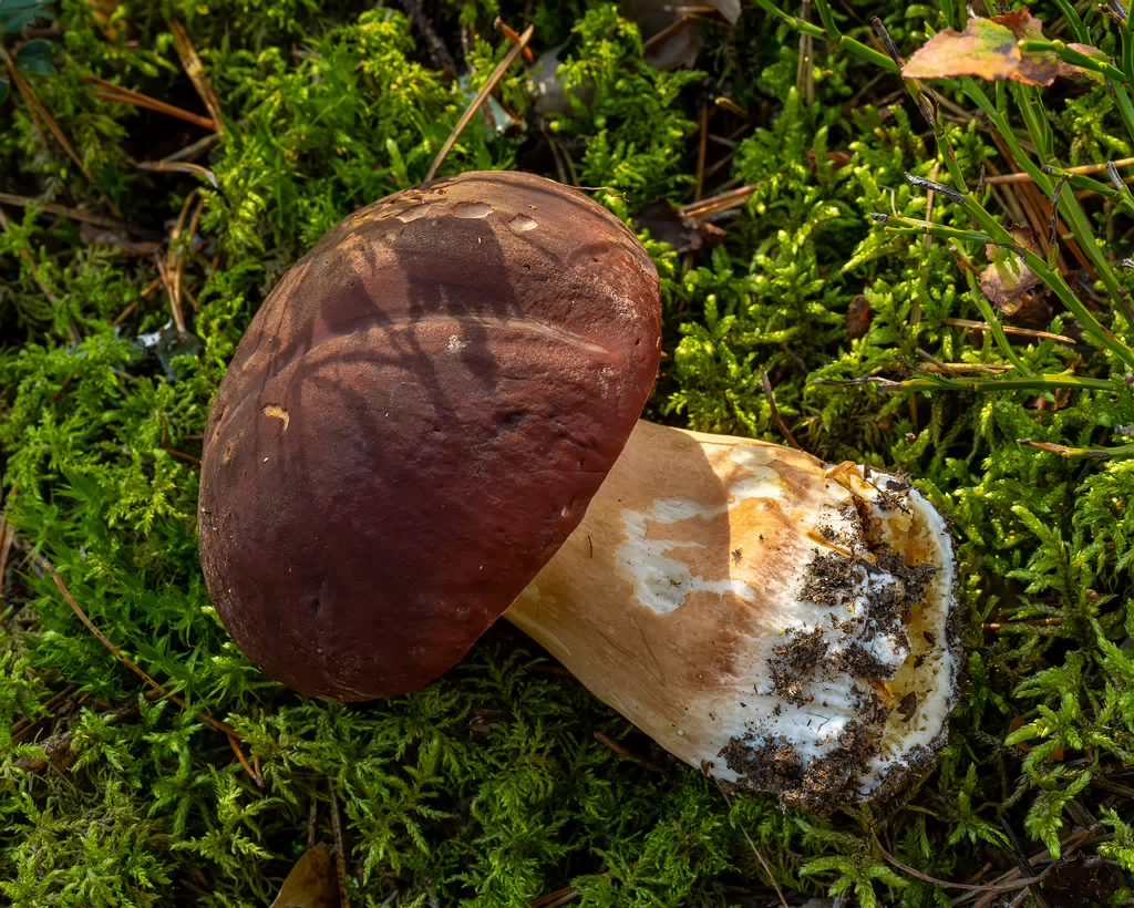 boletus-pinophilus_2024-09-18_1-5