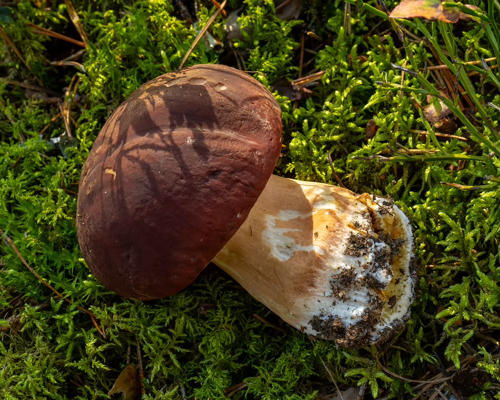 boletus-pinophilus_2024-09-18_1-6