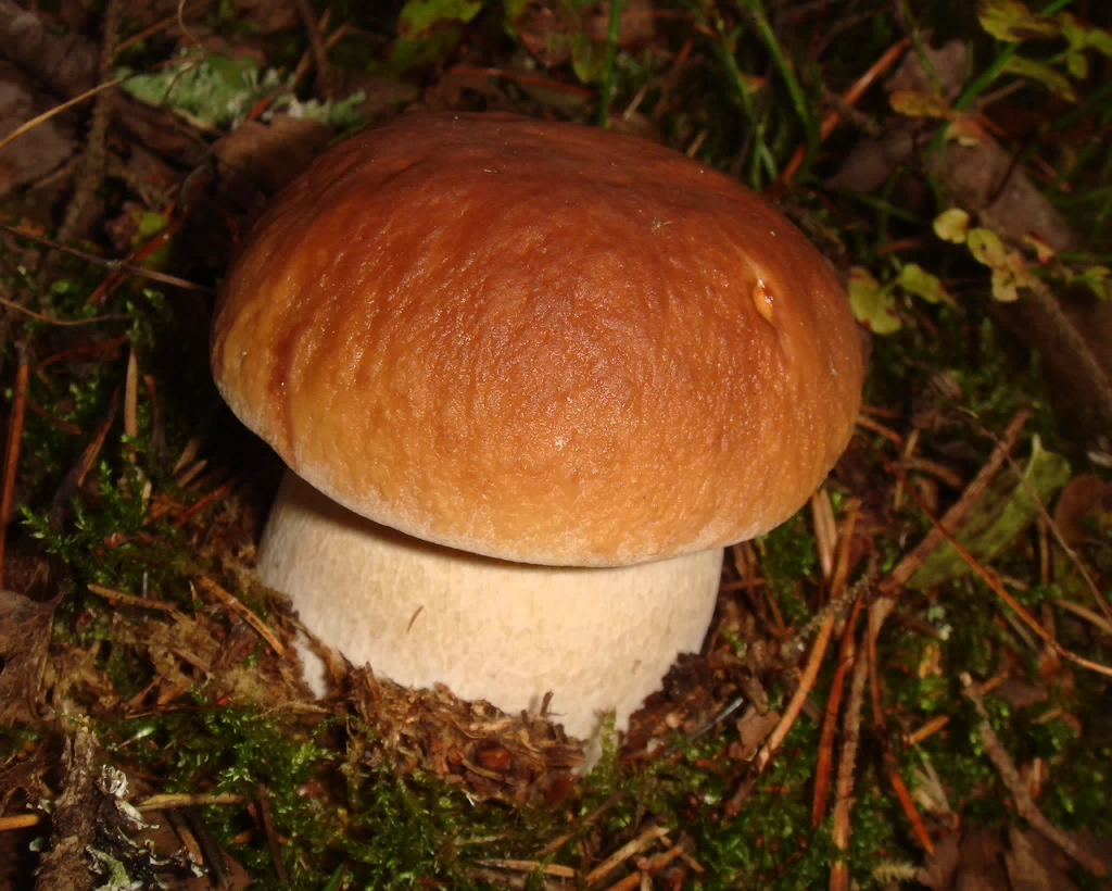 0fungi-0004021