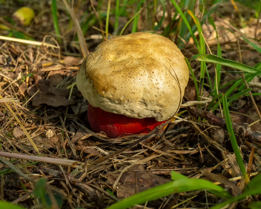 rubroboletus-satanas_1-1