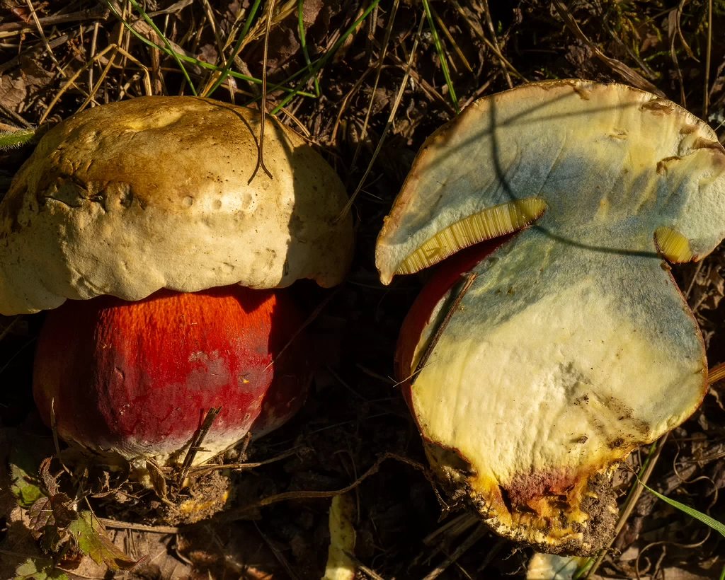 rubroboletus-satanas_1-14