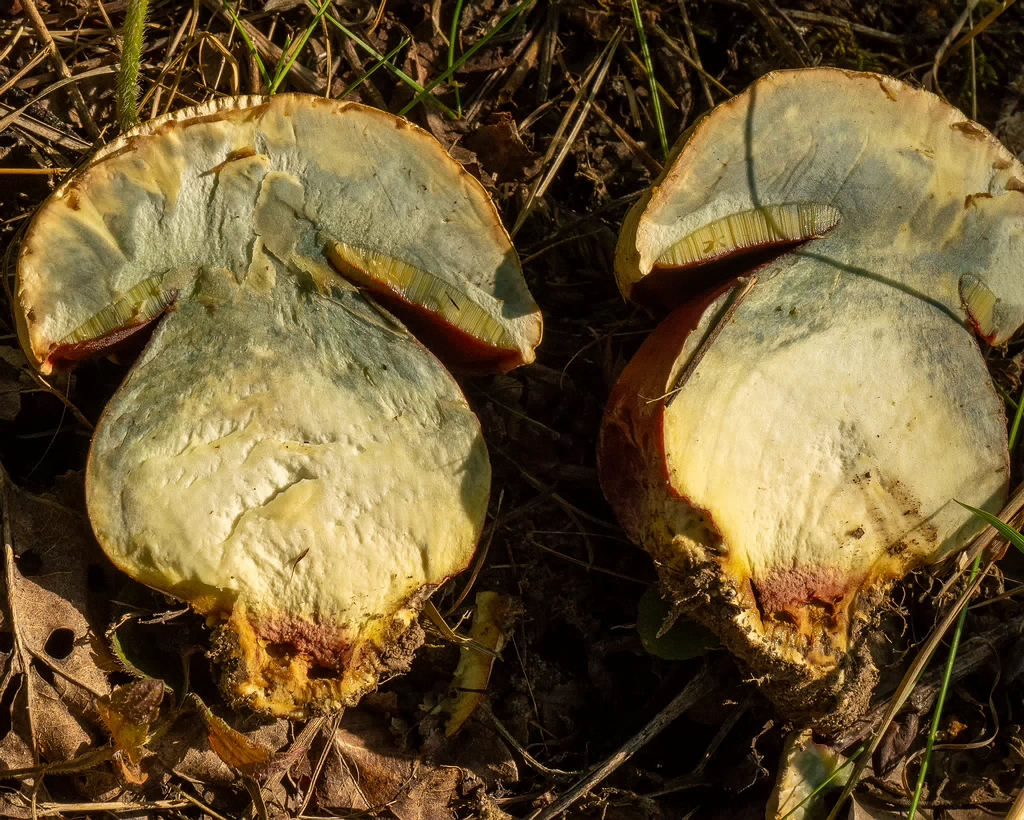 rubroboletus-satanas_1-19