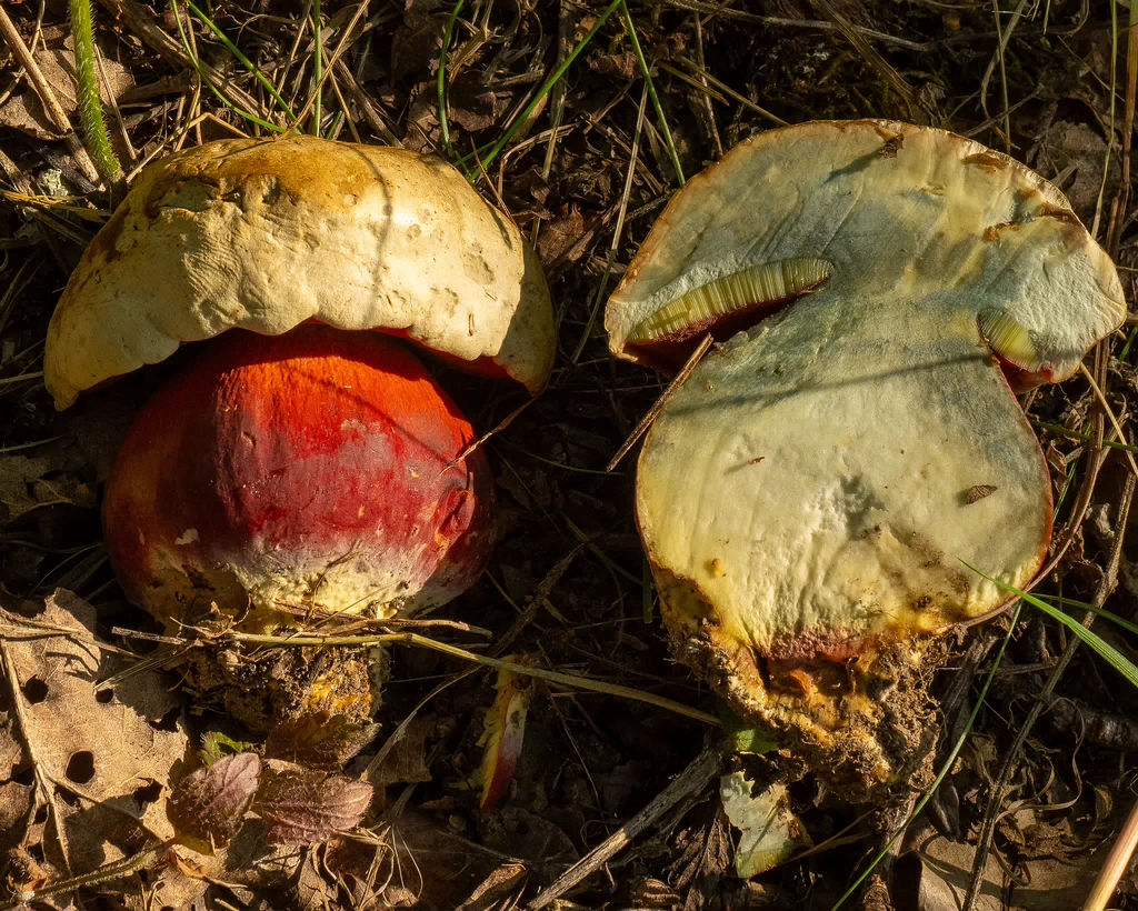 rubroboletus-satanas_1-20