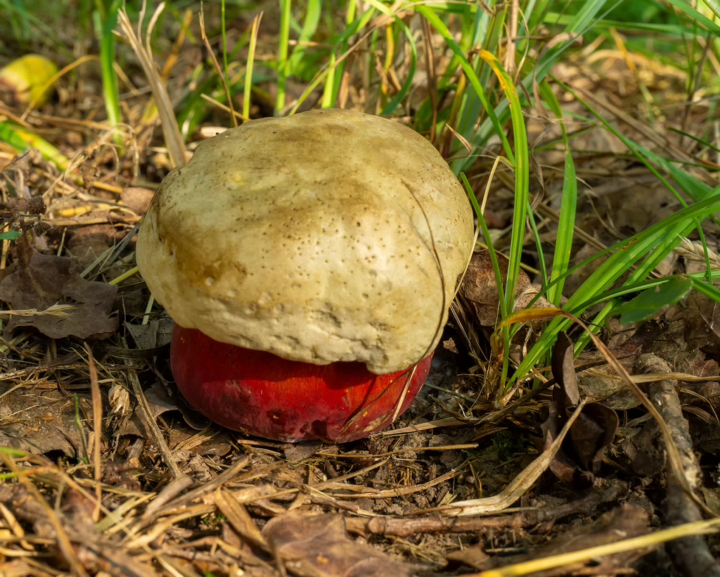 rubroboletus-satanas_1-5