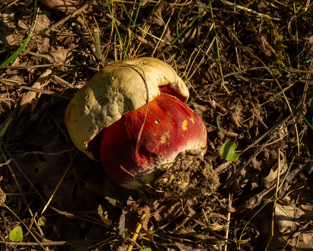 rubroboletus-satanas_1-7