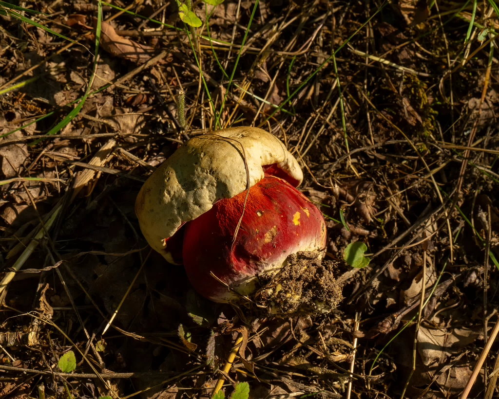 rubroboletus-satanas_1-9