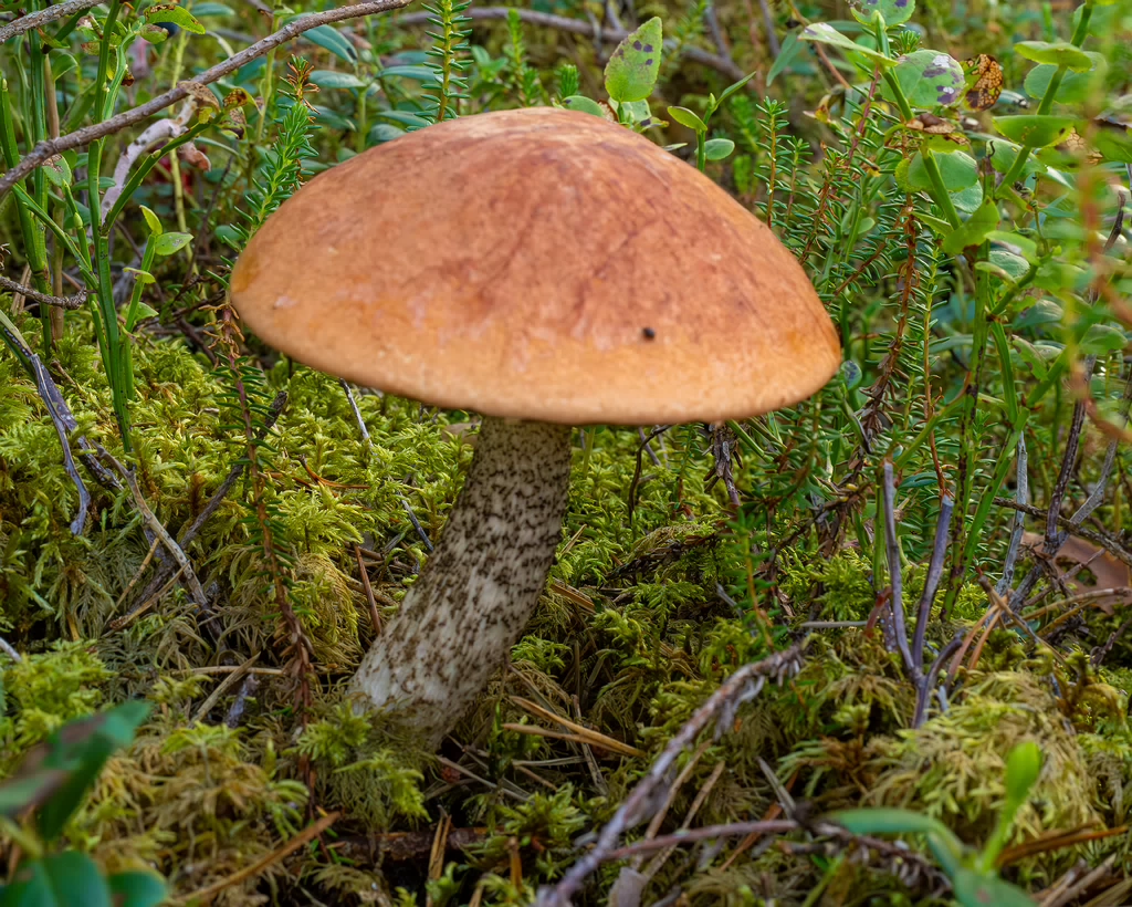 leccinum-vulpinum_1-1