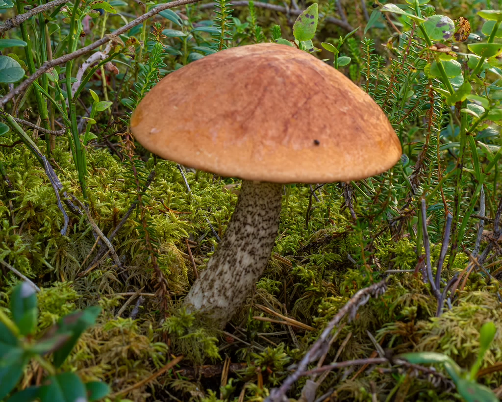 leccinum-vulpinum_1-2