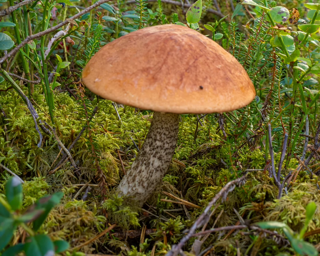 leccinum-vulpinum_1-3