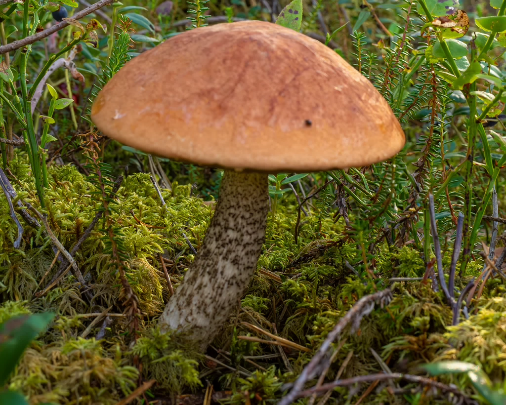 leccinum-vulpinum_1-4