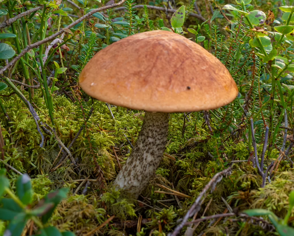 leccinum-vulpinum_1-5