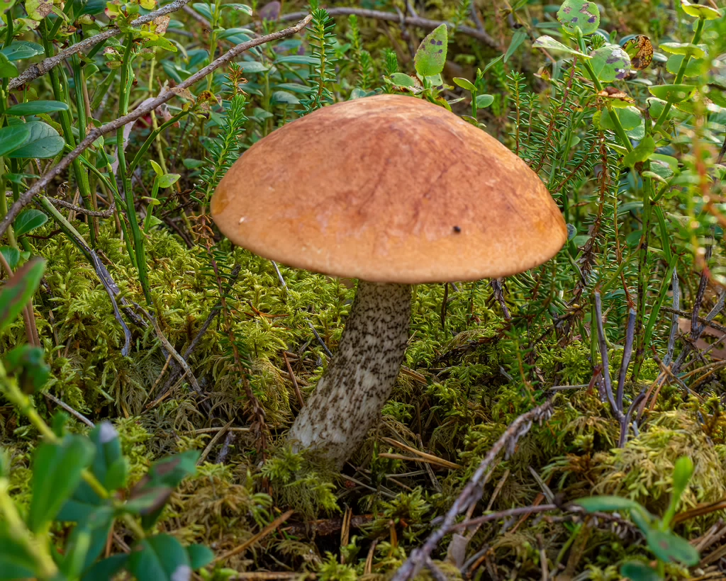 leccinum-vulpinum_1-6