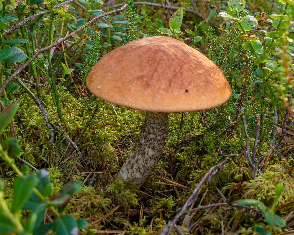 leccinum-vulpinum_1-7