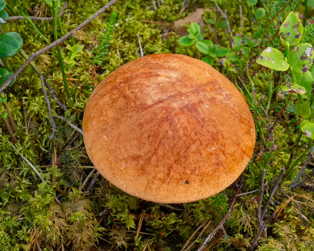 leccinum-vulpinum_1-8