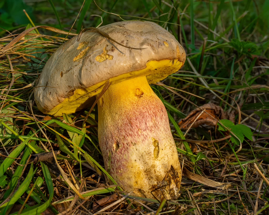 butyriboletus-fechtneri_1-1