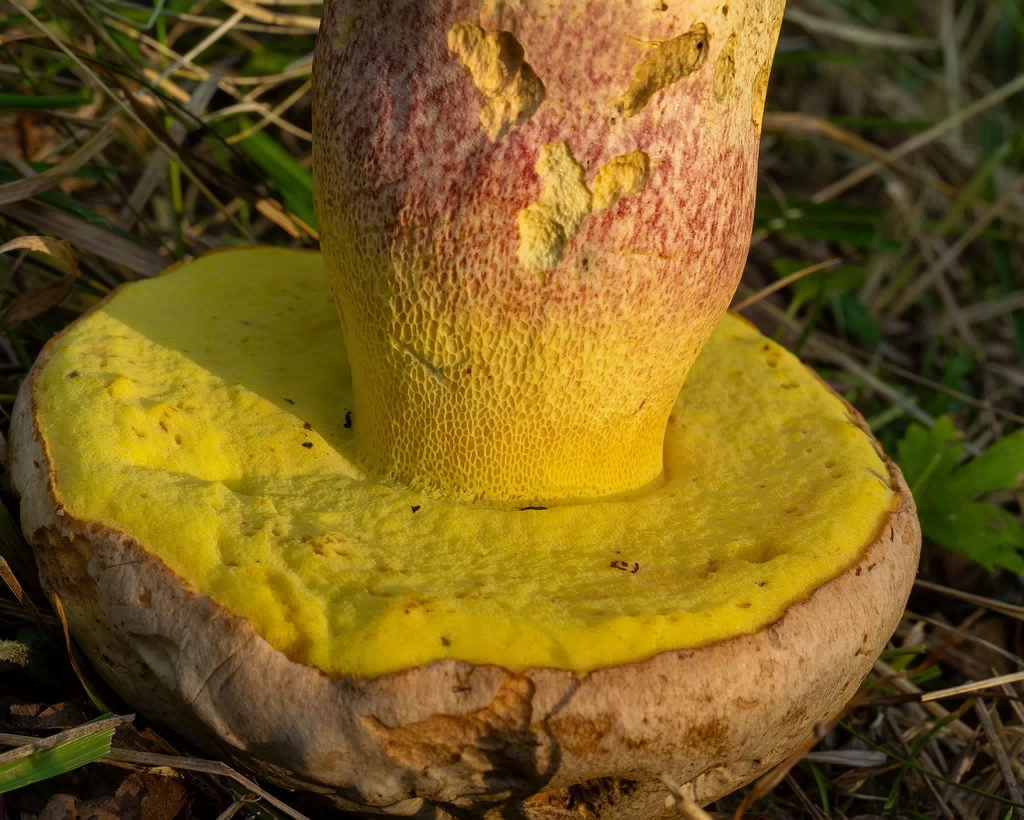 butyriboletus-fechtneri_1-10