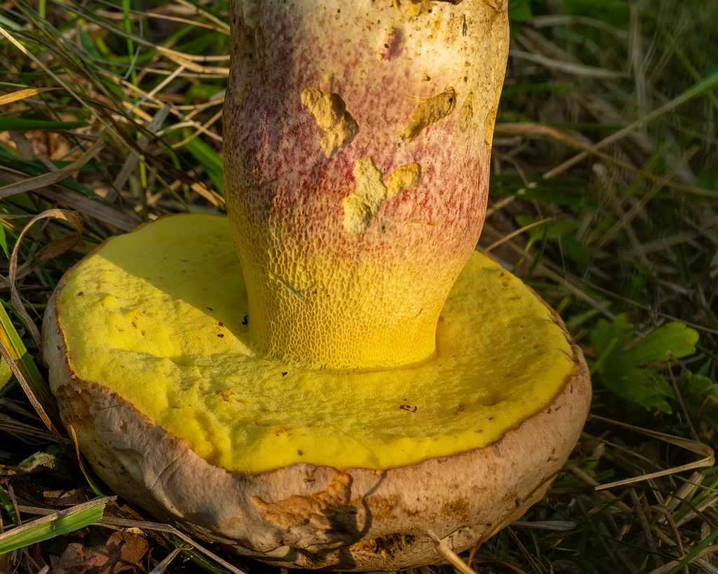 butyriboletus-fechtneri_1-11