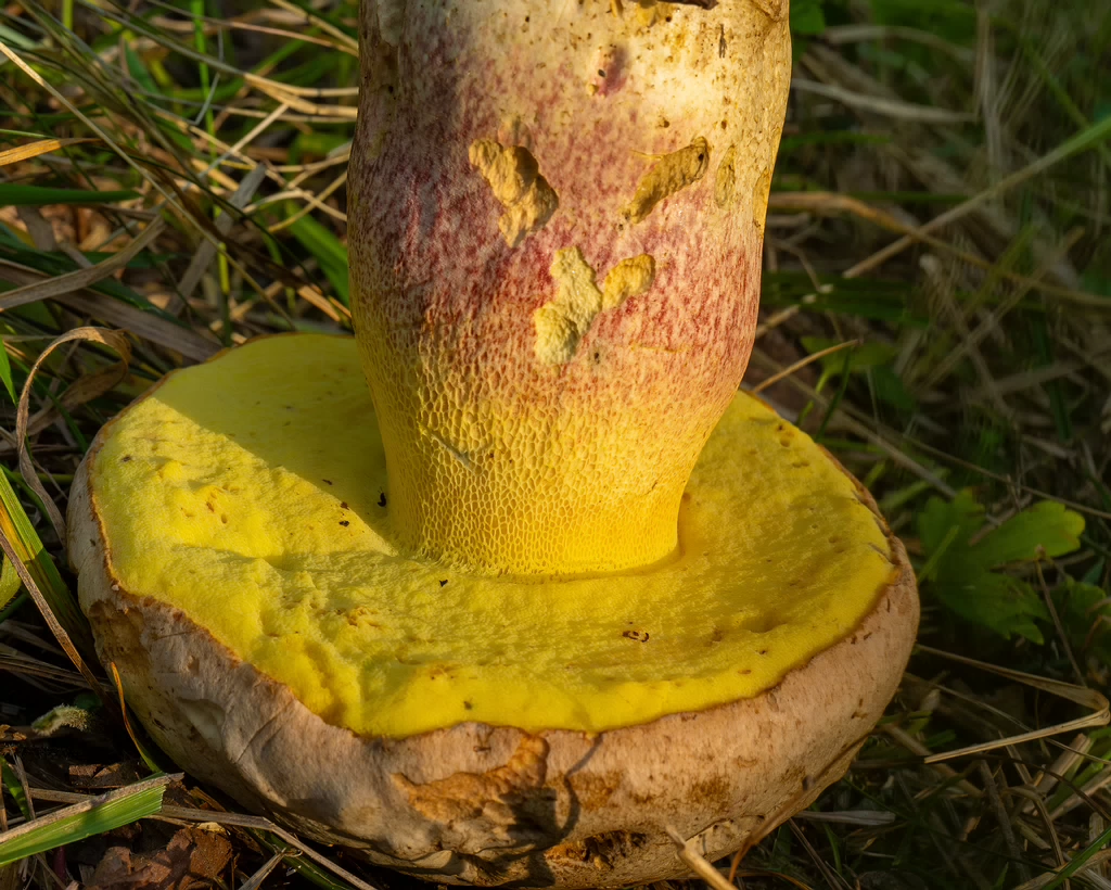 butyriboletus-fechtneri_1-12