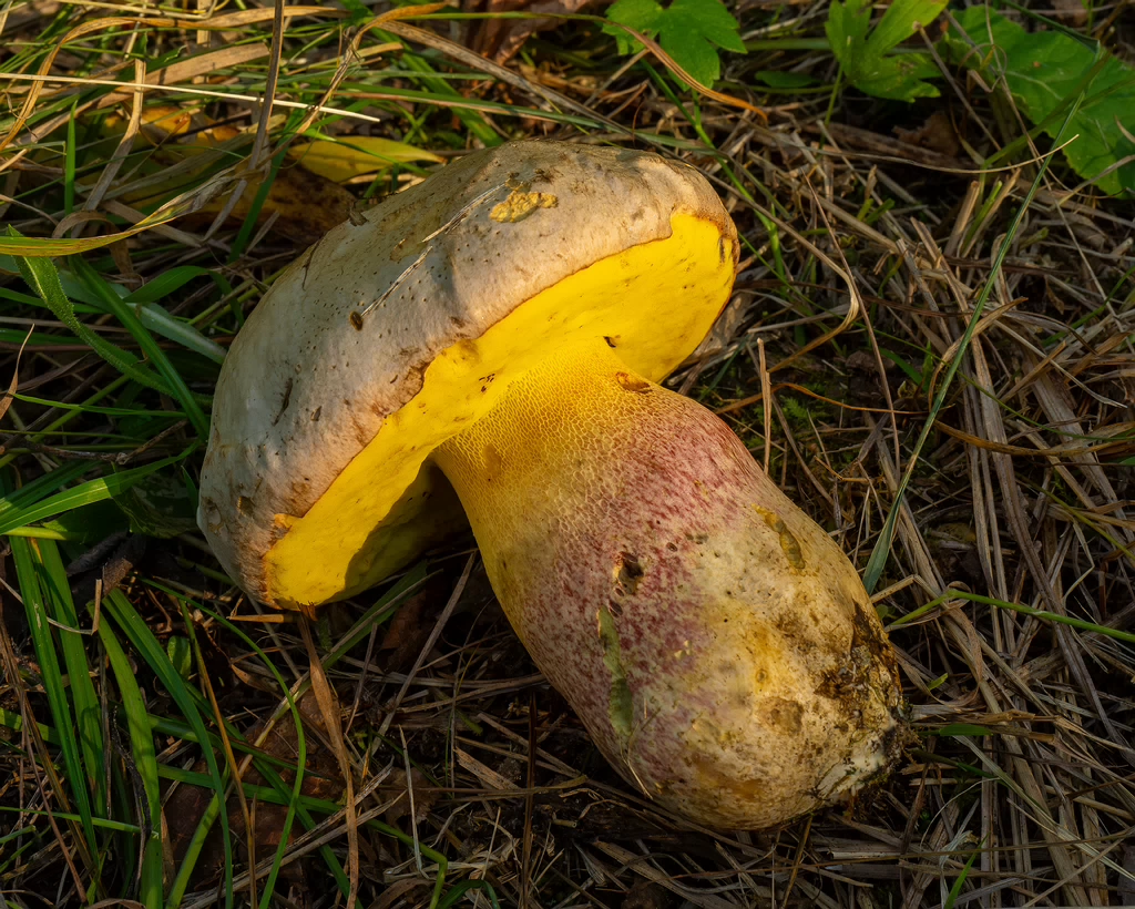 butyriboletus-fechtneri_1-13