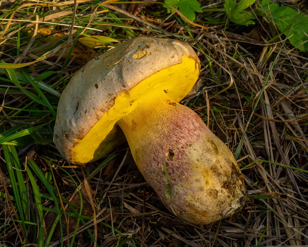 butyriboletus-fechtneri_1-14