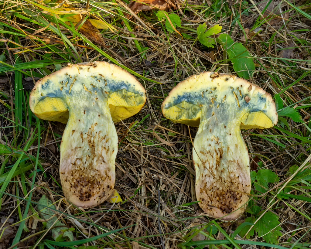 butyriboletus-fechtneri_1-15