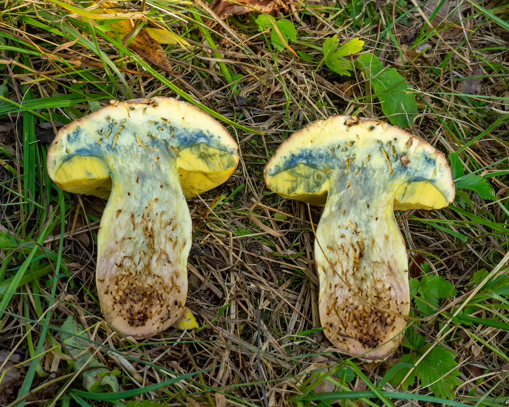 butyriboletus-fechtneri_1-16