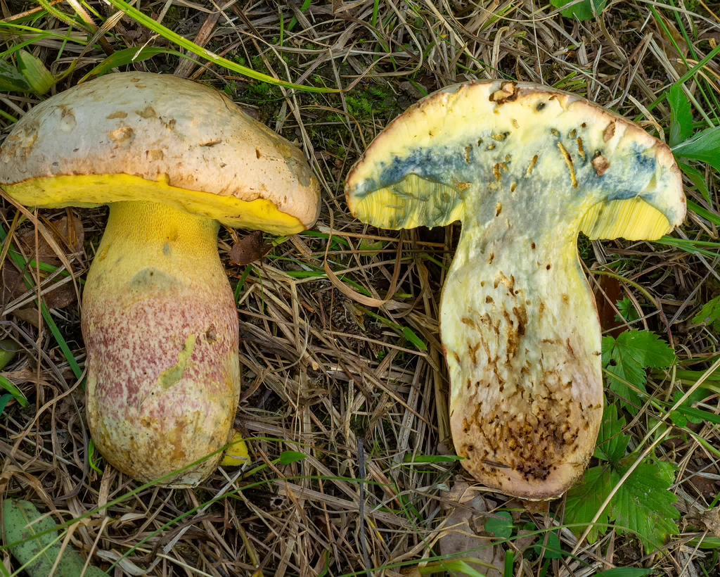 butyriboletus-fechtneri_1-17