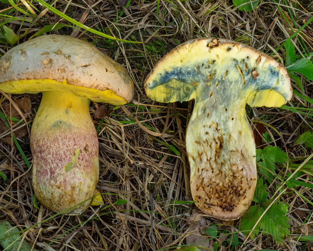 butyriboletus-fechtneri_1-18