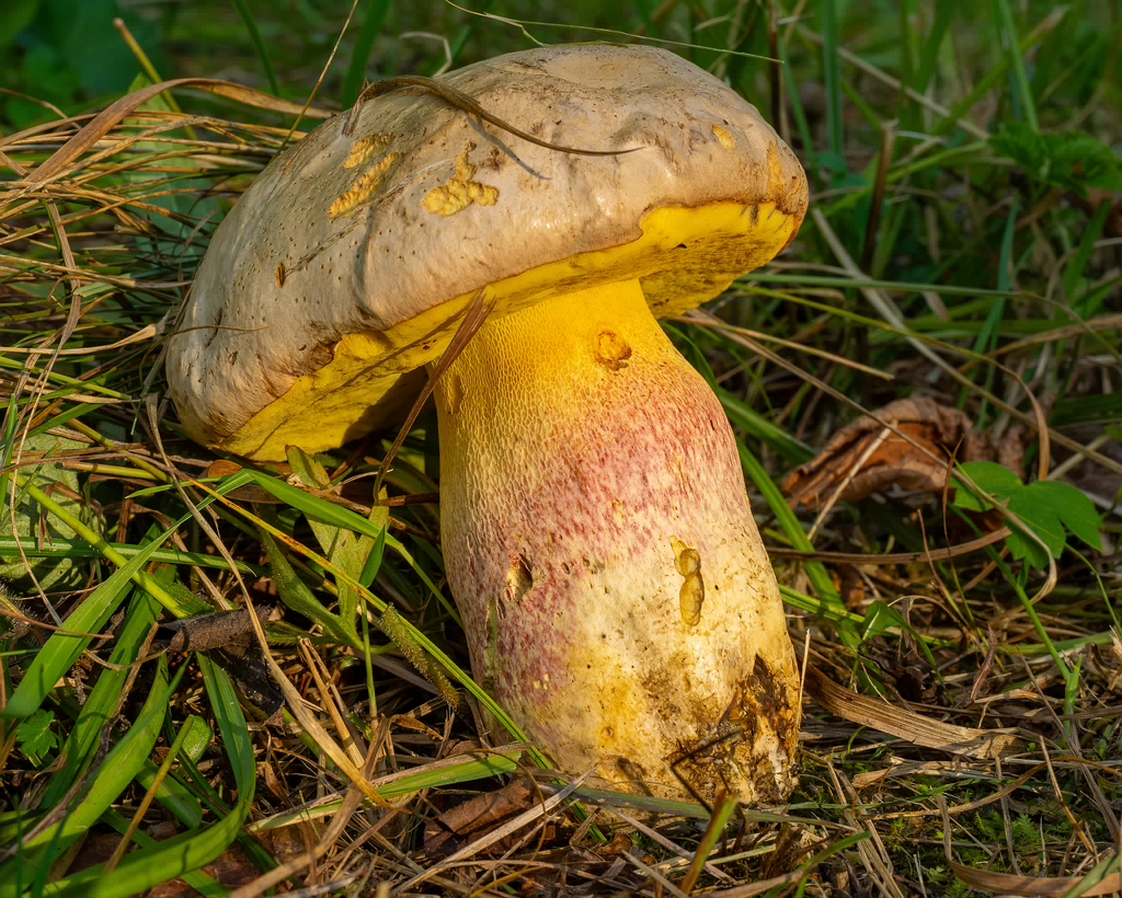 butyriboletus-fechtneri_1-2