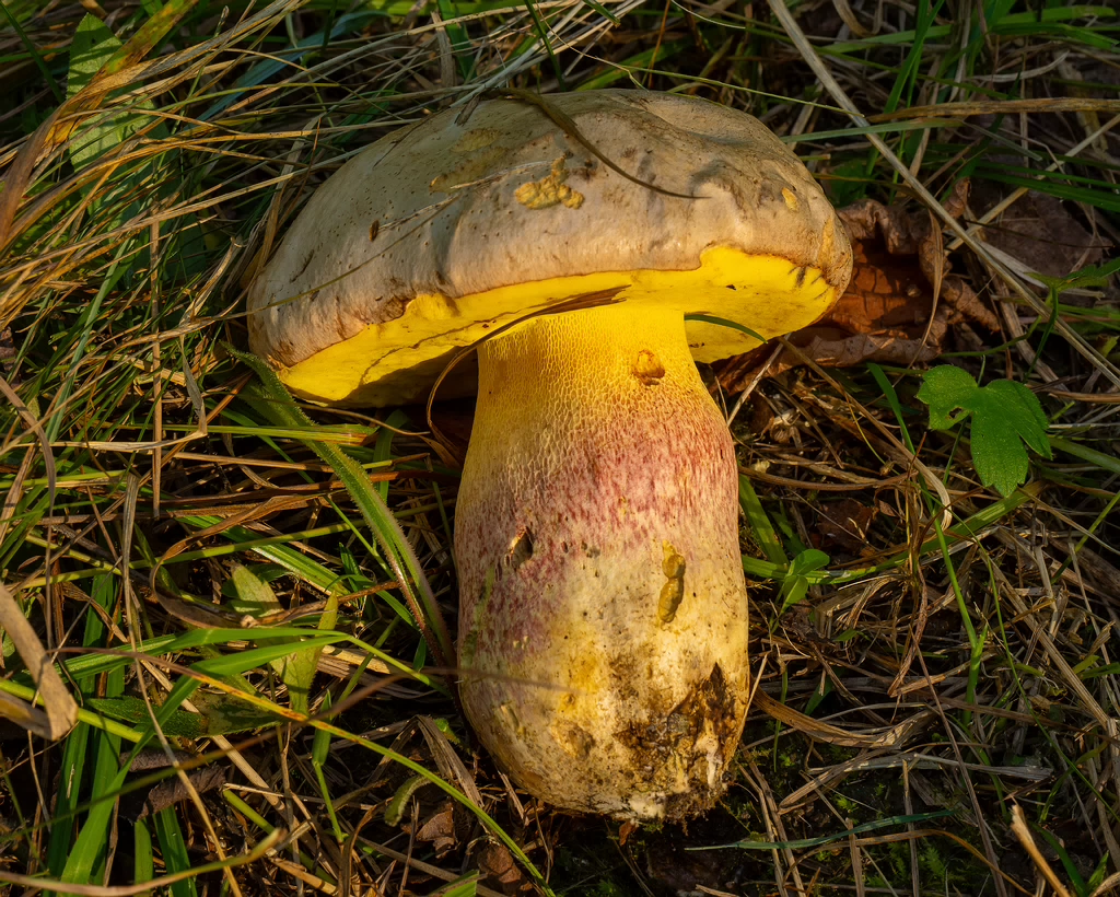 butyriboletus-fechtneri_1-4