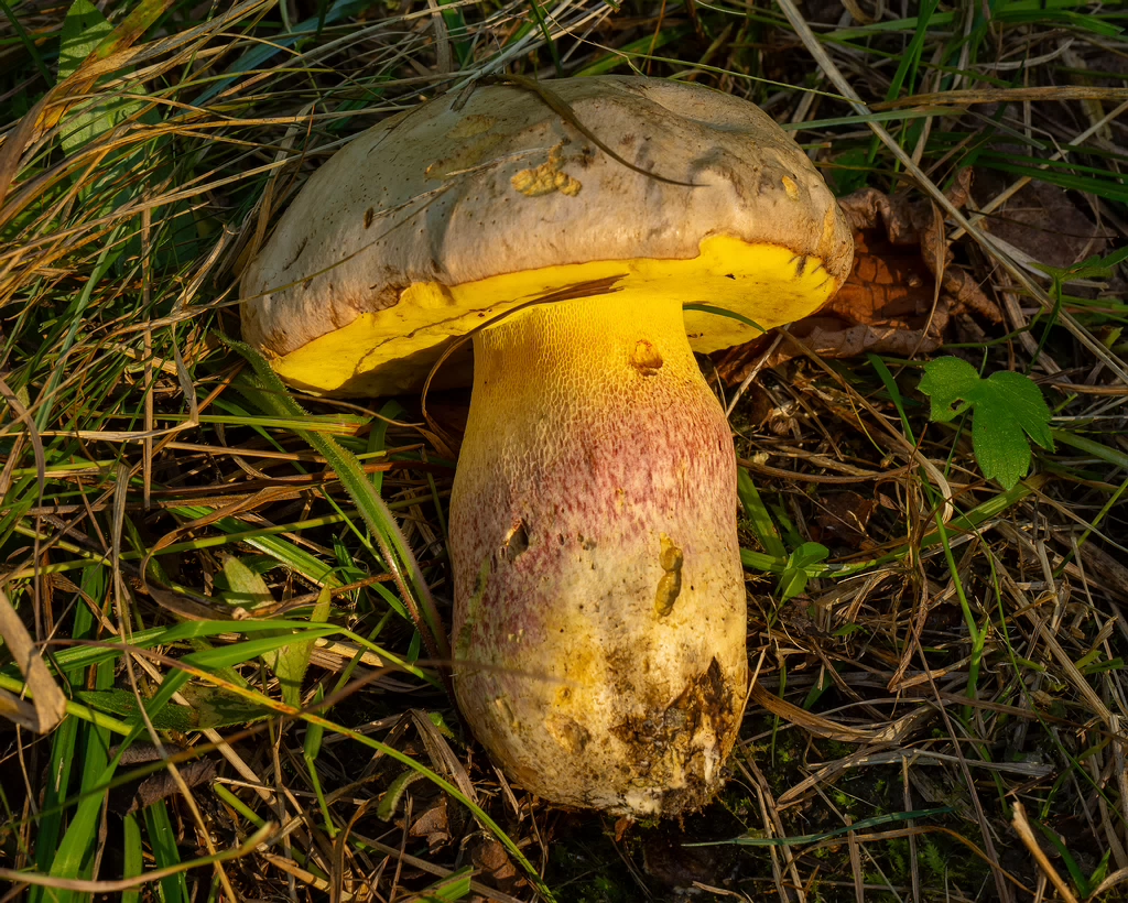 butyriboletus-fechtneri_1-5