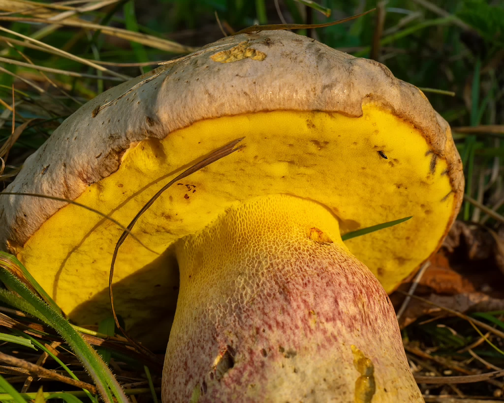 butyriboletus-fechtneri_1-6