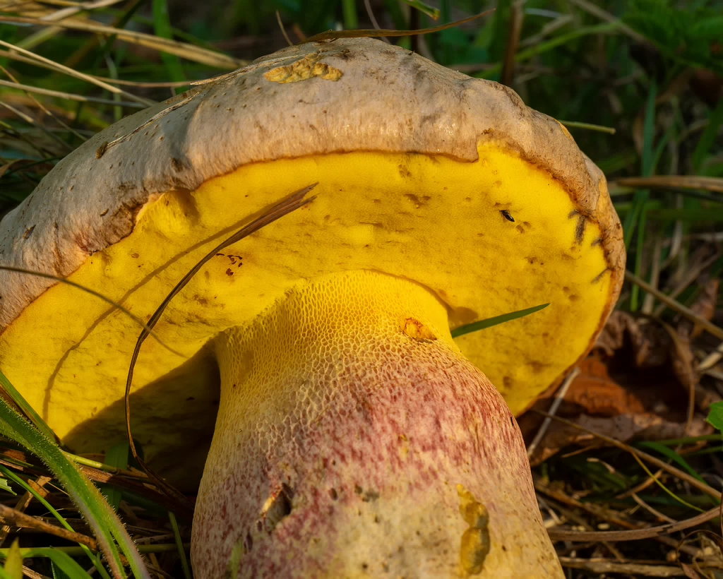 butyriboletus-fechtneri_1-7